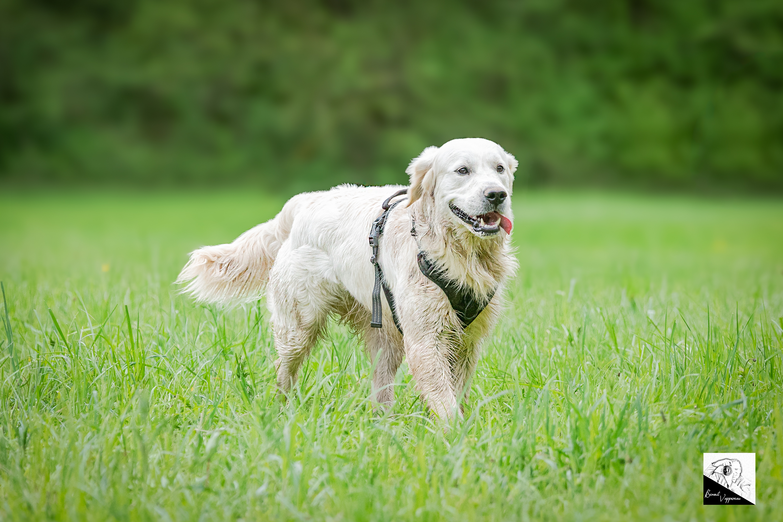 portrait canin