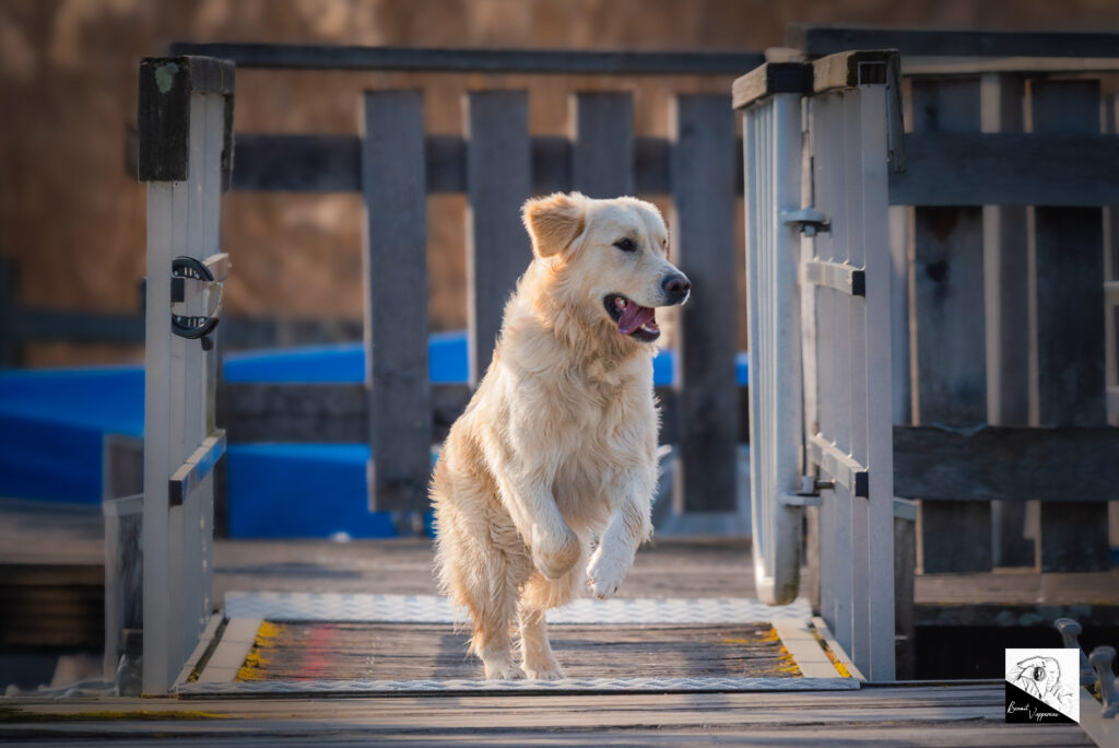 Photographe canin