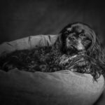 Portrait canin