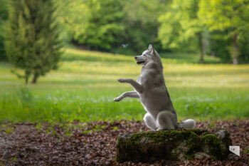 Photographe canin Husky