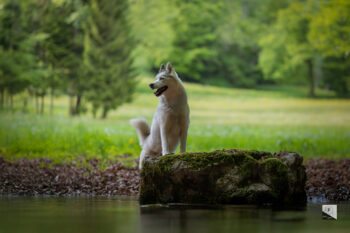 Photo canine husky