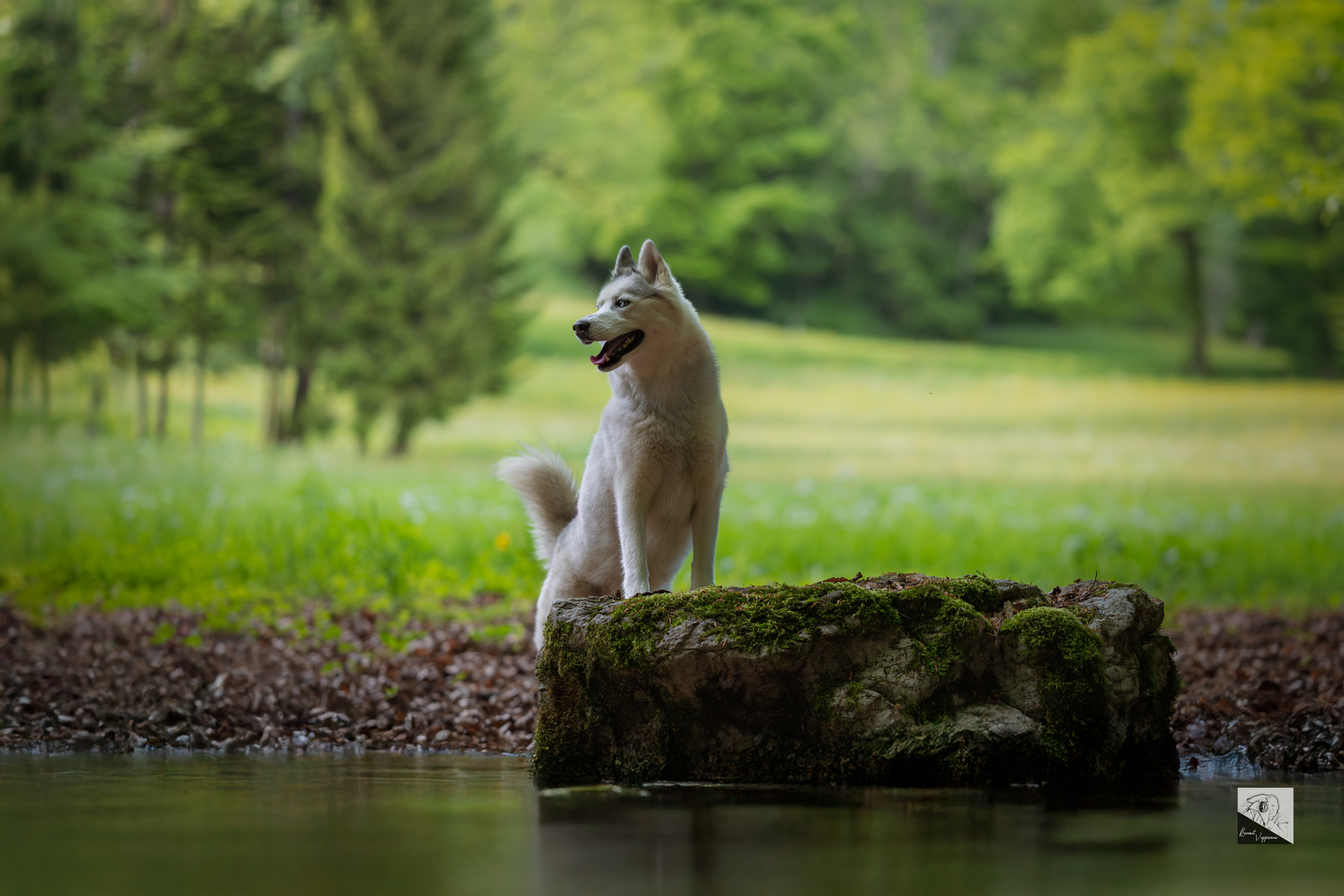 Photo canine husky