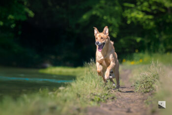 Photographe canin