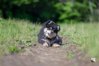 Photographe canin