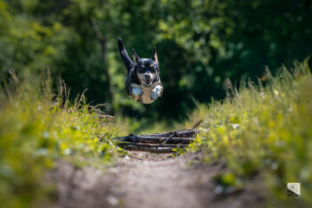 Photographe canin
