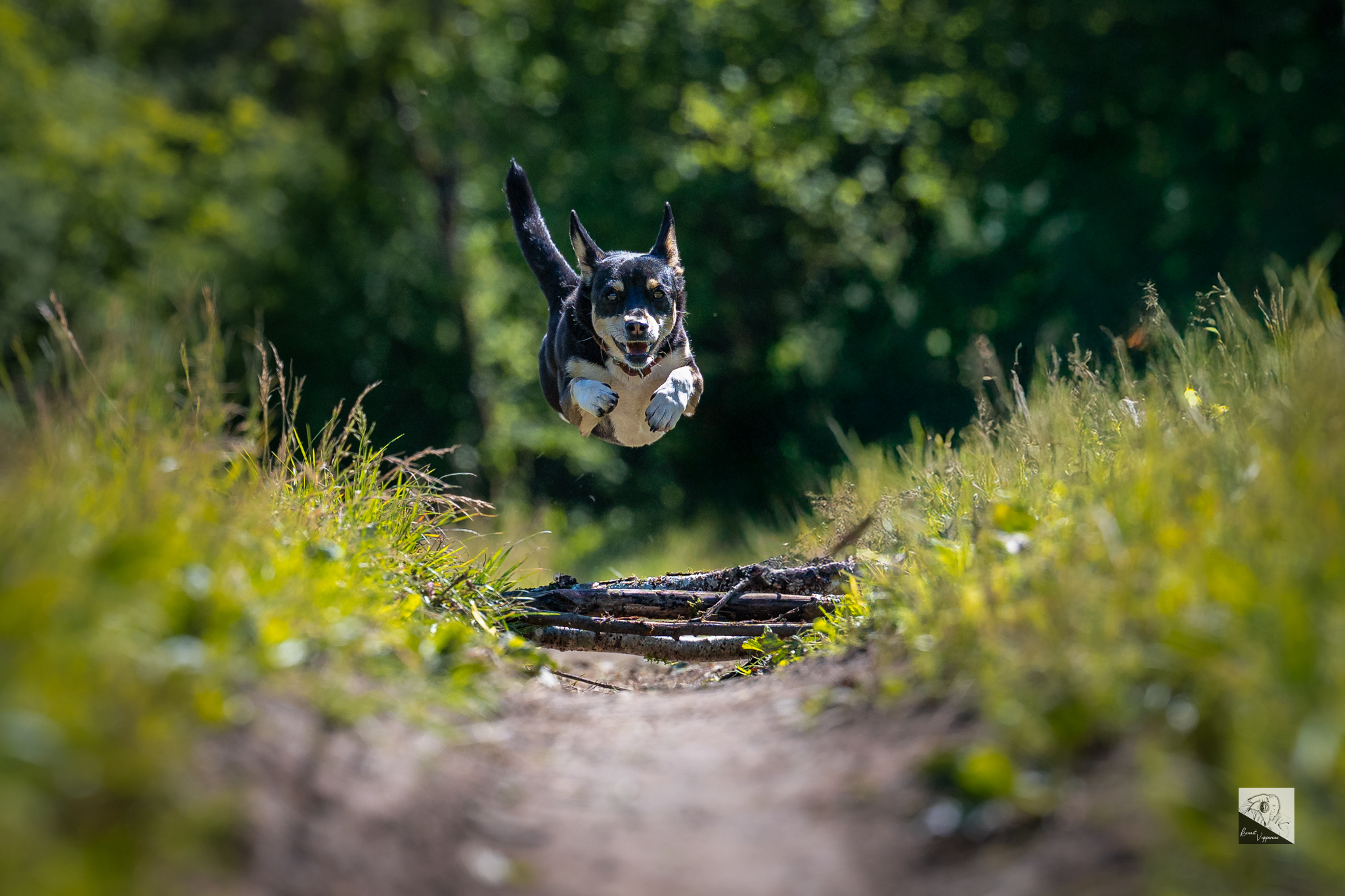 Photographe canin