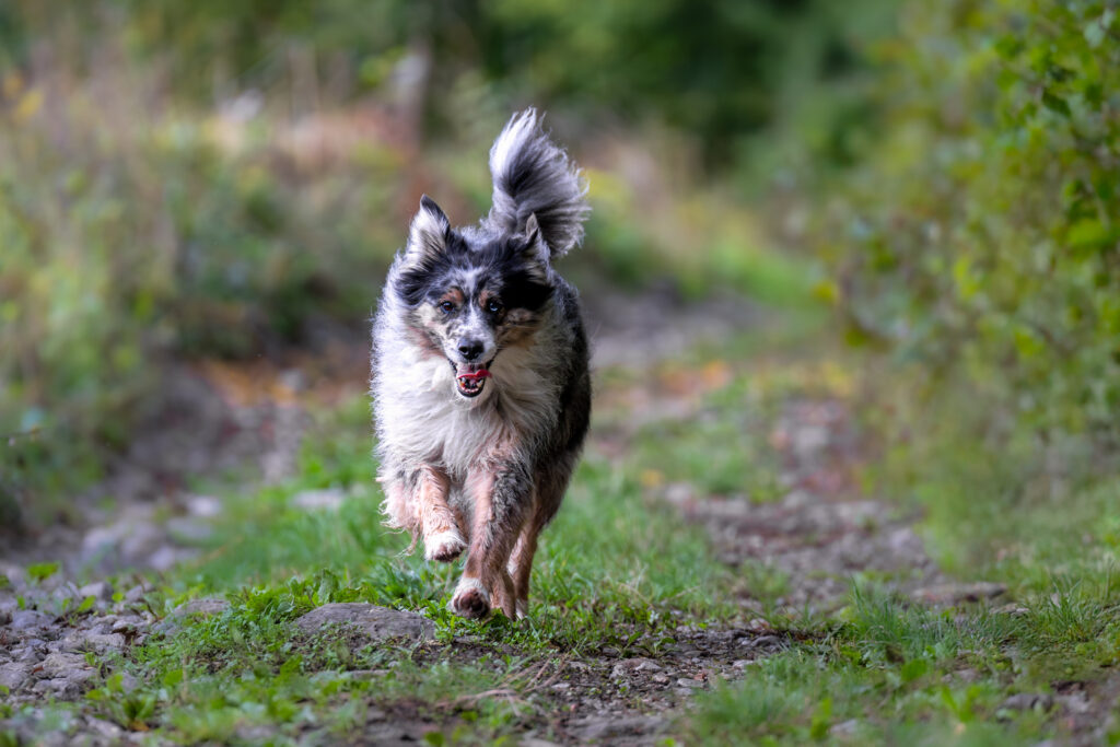 photographecanin (1 sur 9)