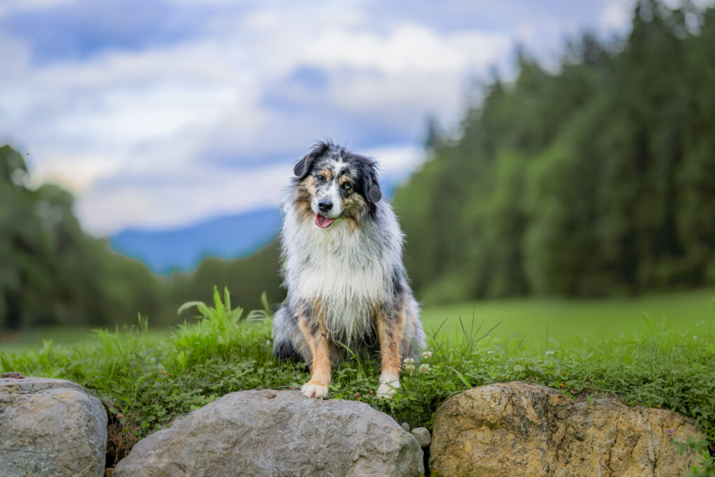 photographecanin (2 sur 9)