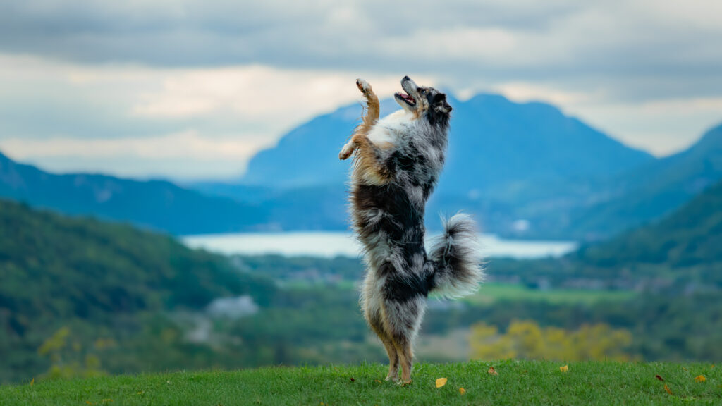 Photographe canin