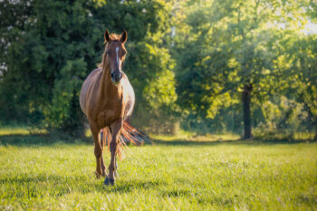 photo cheval