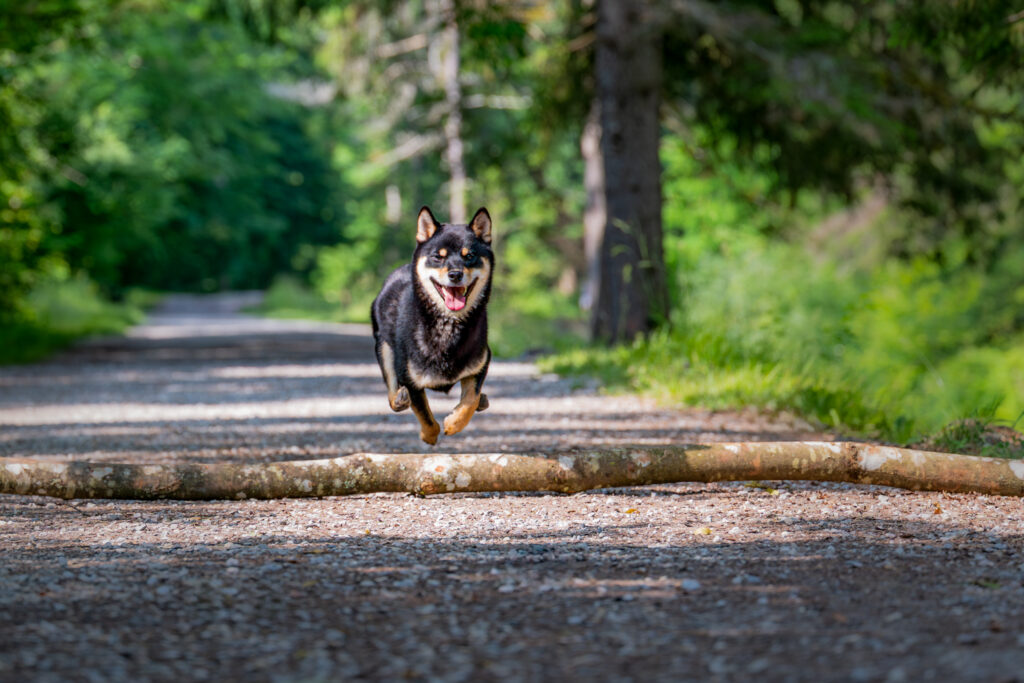 Photographe canin Annecy