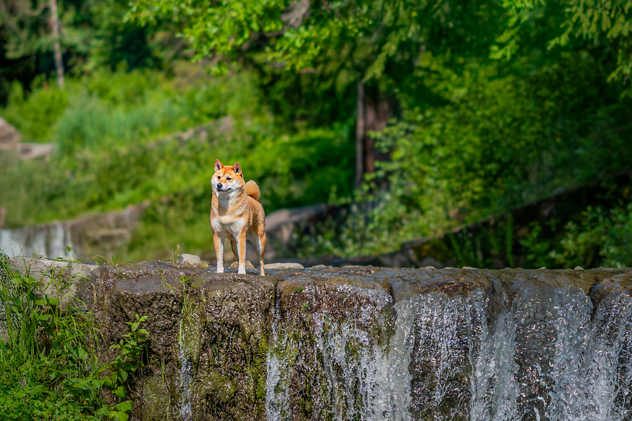 Photographe canin Annecy
