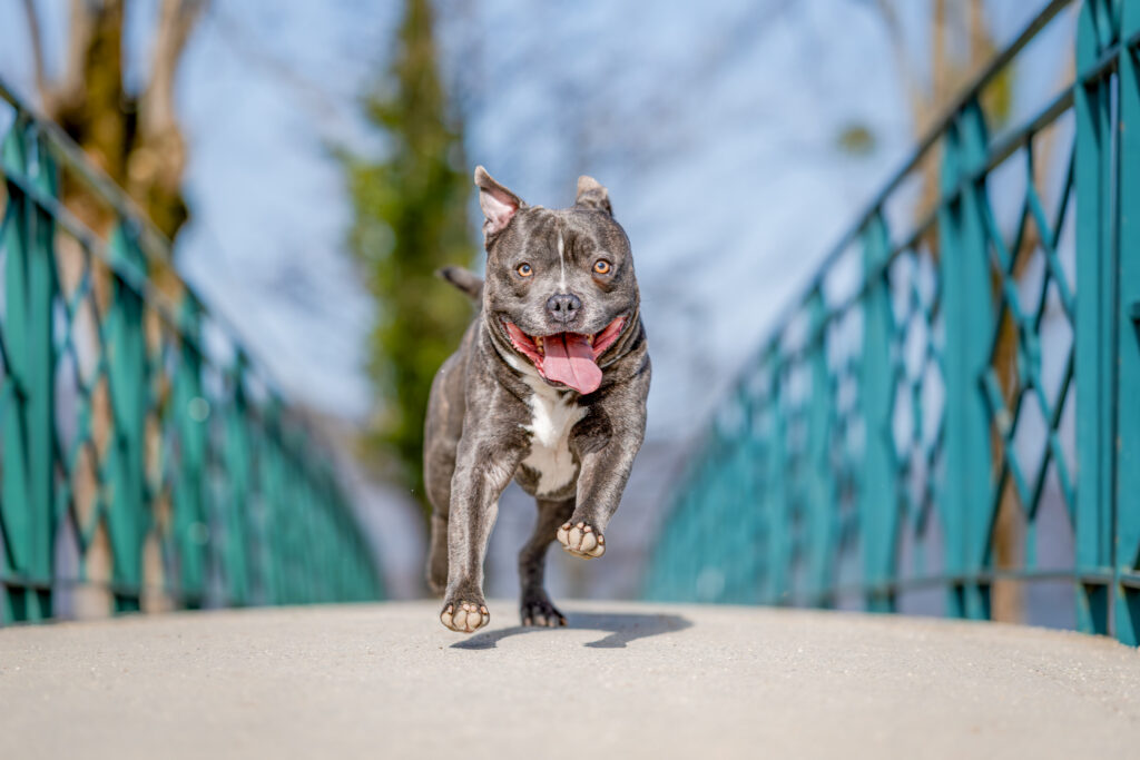 Photographe canin Annecy