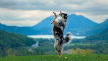 Photographe canin Annecy