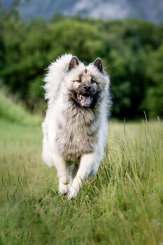 Photographe canin Ugine