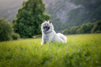 Photographe canin Annecy