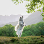 photographe canin Albertville