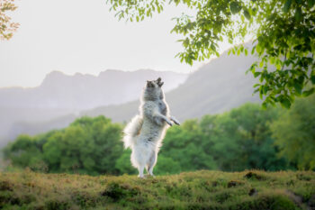 photographe canin Albertville