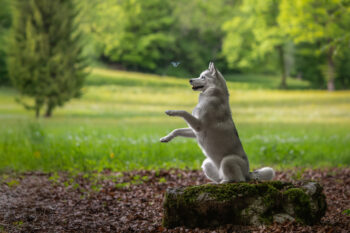 Photographe canin