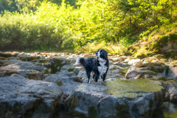 Photographe canin Faverges Seythenex
