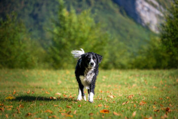Photographe canin Faverges Seythenex