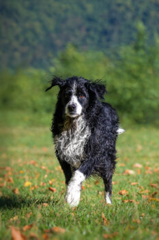 Photographe canin Faverges Seythenex