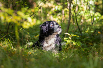 Photographe canin Faverges Seythenex