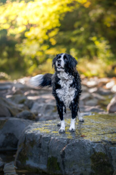 Photographe canin Faverges Seythenex