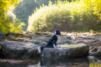 Photographe canin Faverges Seythenex