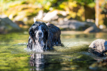 Photographe canin Faverges Seythenex