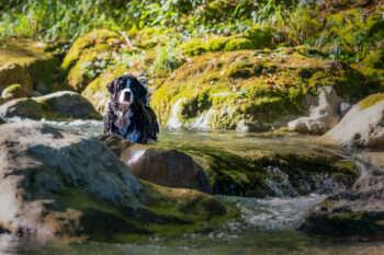 Photographe canin Faverges Seythenex