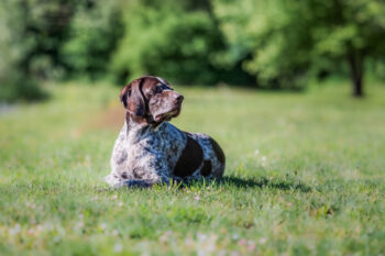 Photographe canin Ugine