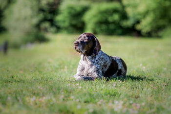Photographe canin Ugine