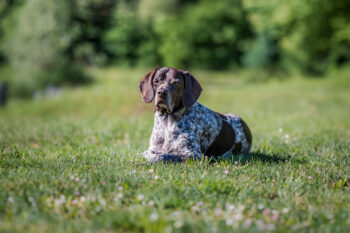 Photographe canin Ugine