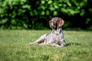 Photographe canin Ugine