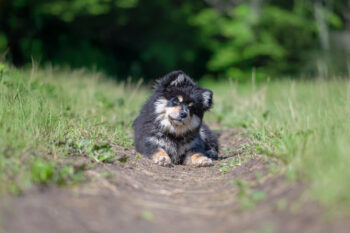 photographe canin Savoie Faverges Seythenex