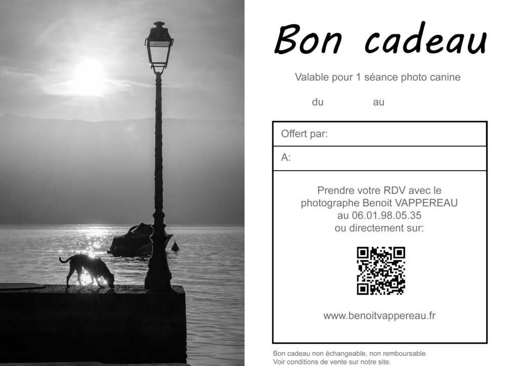 Bon cadeau photo canine